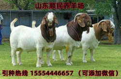 山羊价格,市场动态与养殖前景